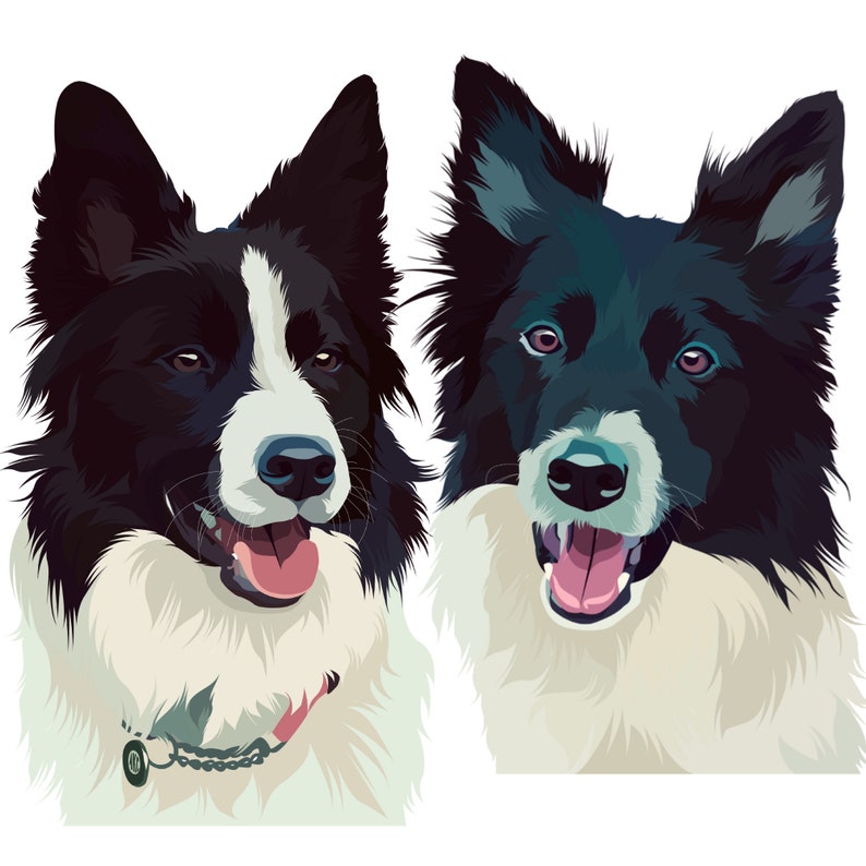 Puede incluir: Dos border collies negros y blancos con pelaje blanco alrededor del cuello y la cara, mirando directamente a la c&aacute;mara con la lengua fuera.