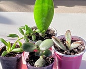 4 Pack ROOTED starter Baby Plants - Succulents, Kalanchoe Chocolate Soldier, Sansevieria Snake Plant, Lucky Pygmy Jade, String of Bananas,