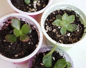 4 Pack ROOTED starter Baby Plants - Succulents, Lucky Pygmy Jade, Ripple Leaf Jade, Echeverria, burro Donkey tail or Little Gem