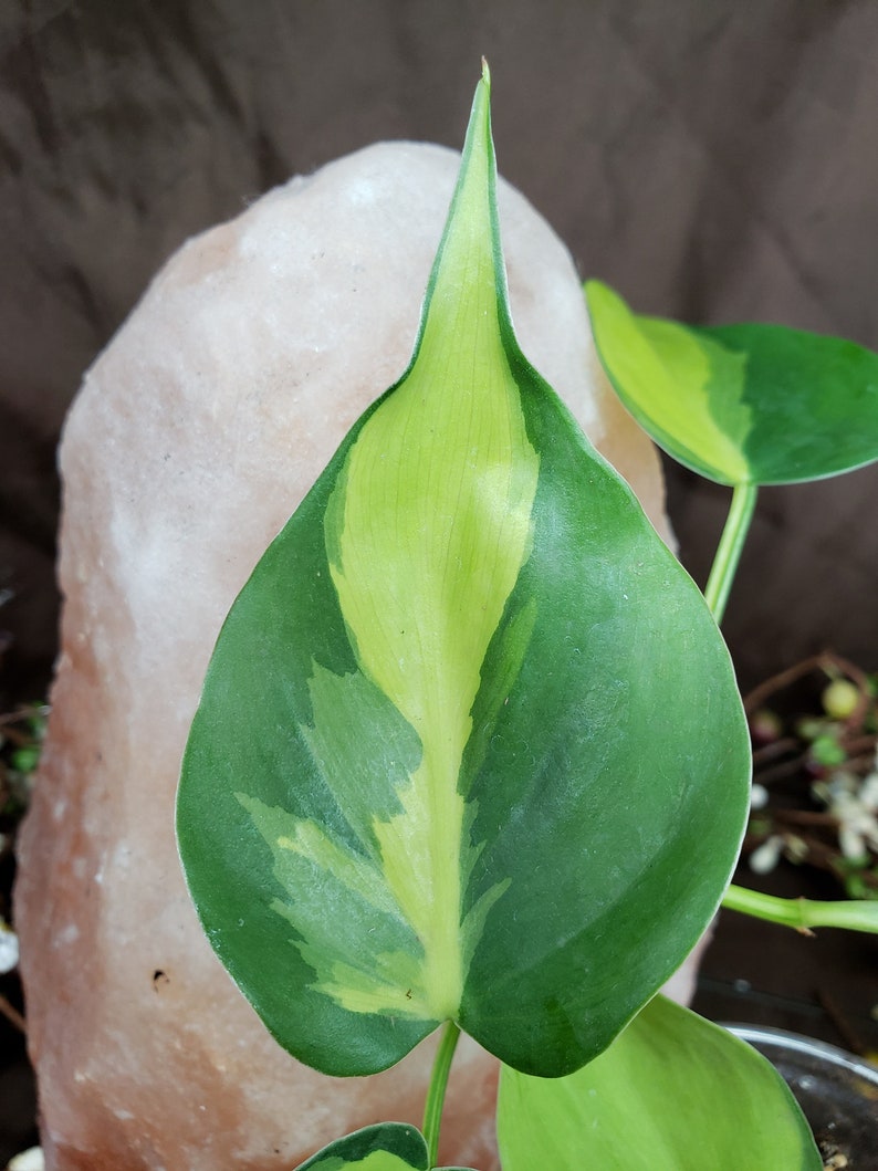 Philodendron Brazil Trailing Houseplant | Etsy