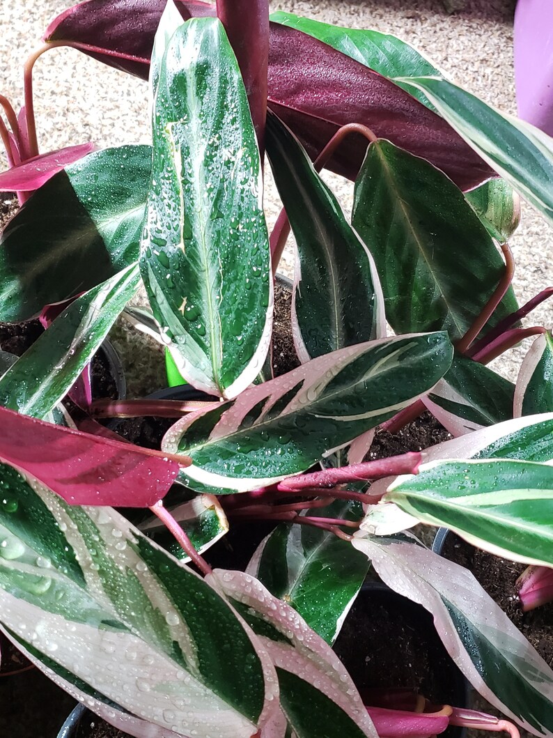 Pink Variegated Triostar Stromanthe Prayer Plant Tropical