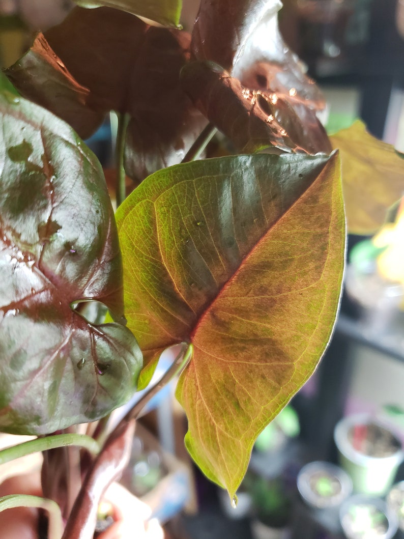 Syngonium Red Plum Vining Arrowhead Plant Bourgogne Purple