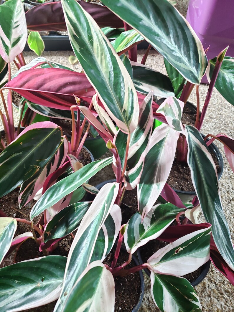Pink Variegated Triostar Stromanthe Prayer Plant Tropical