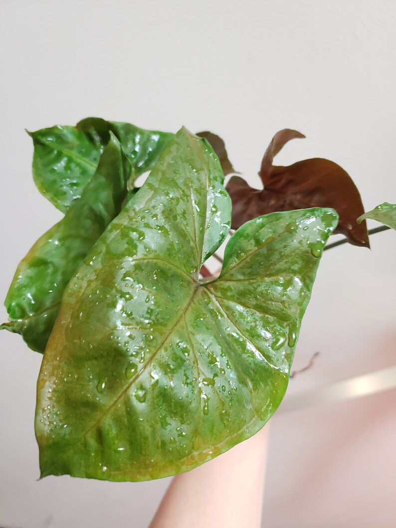 Syngonium Red Plum Vining Arrowhead Plant Bourgogne Purple