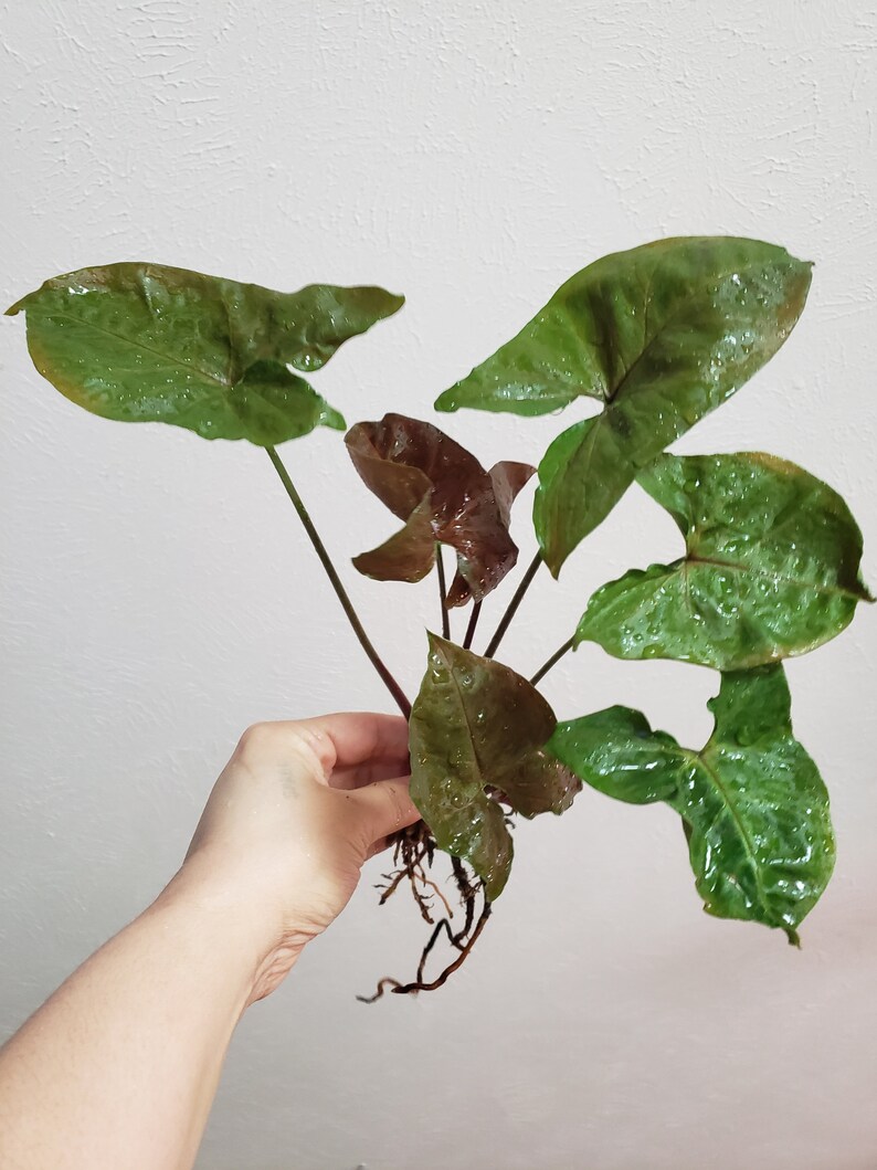 Syngonium Red Plum Vining Arrowhead Plant Burgundy Purple