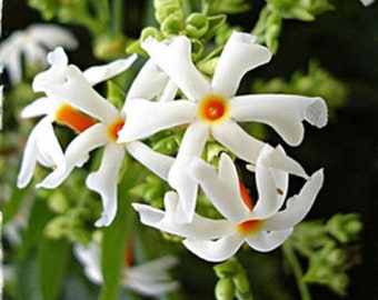 10 Seeds Night Flowering Jasmine Seeds ( Nyctanthes arbor-tristis ) Parijat