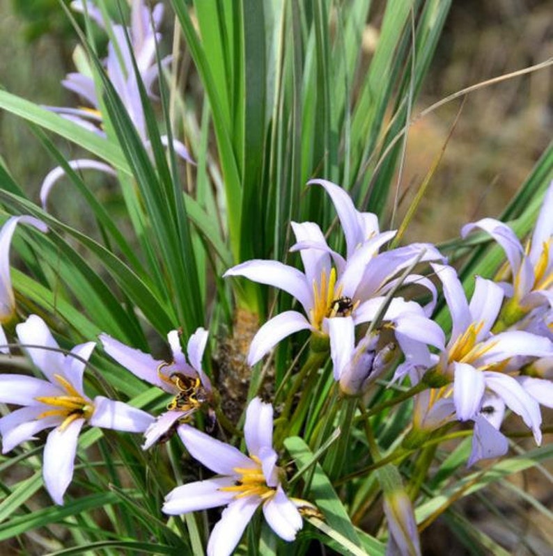 Xerophyta Retinervis Black Stick Lily Rare Cold and Drought Hardy 10 seeds image 6