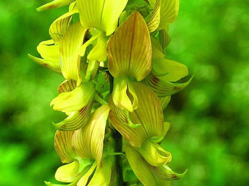 Crotalaria Pallida Smooth Rattlebox, Rattlepod Perennial Herb 50 Seeds image 4