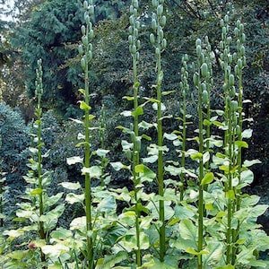 Giant Himalayan Lily Cardiocrinum Giganteum Yunnan 50 seeds image 9