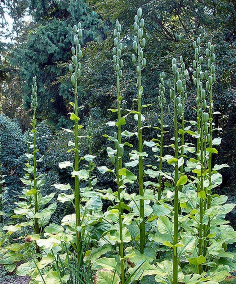 Giant Himalayan Lily Cardiocrinum Giganteum Yunnan 50 seeds image 9