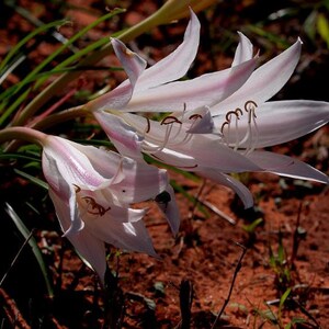 Xerophyta Retinervis Black Stick Lily Rare Cold and Drought Hardy 10 seeds image 5