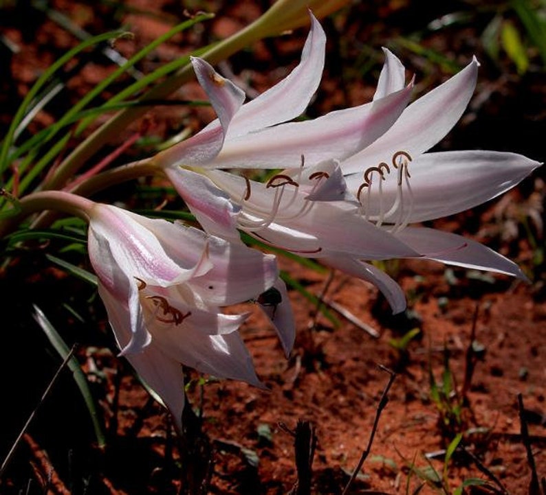 Xerophyta Retinervis Black Stick Lily Rare Cold and Drought Hardy 10 seeds image 5