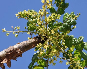 Boswellia serrata - India Frankincense, Salai Guggal, Shallaki - 5 Seeds