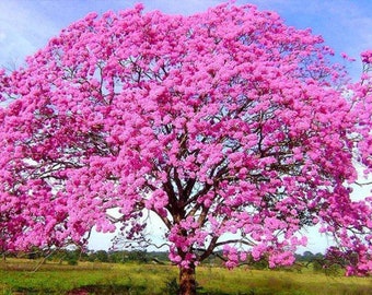 Handroanthus impetiginosus seeds - Pink Trumpet Tree - 5 Seeds