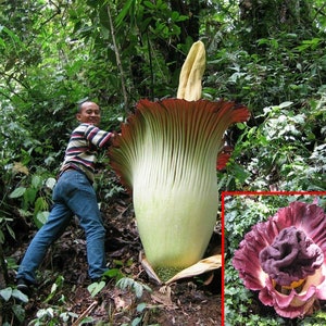 Amorphophallus Paeoniifolius * Elefante Yam * Perennial Tropical Aroid 5 Semillas