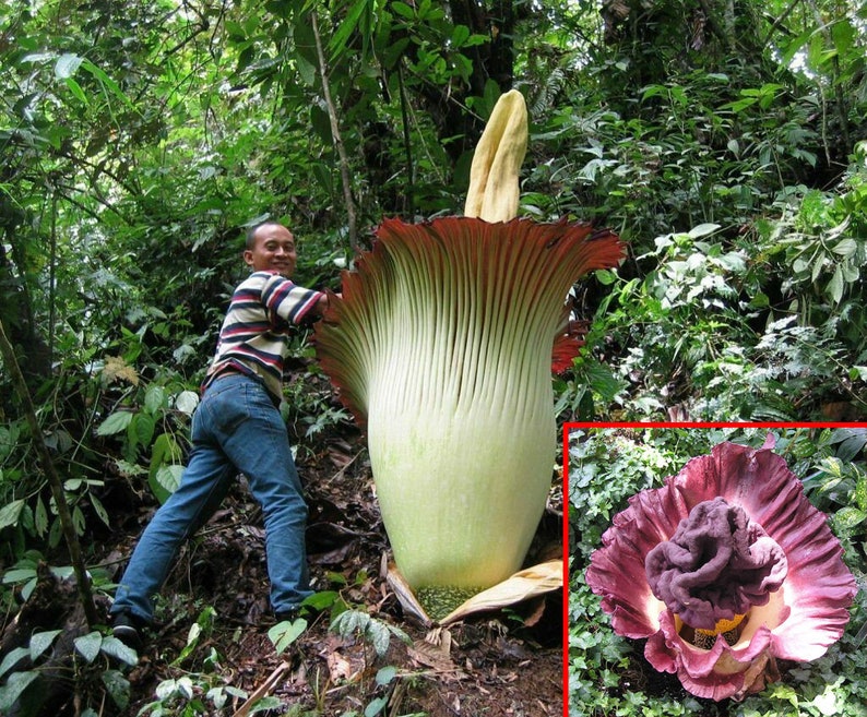 Amorphophallus Paeoniifolius Elephant Yam Perennial Tropical Aroid 5 Seeds image 1