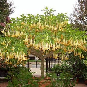 Brugmansia Sanguinea Aurea Golden Angel's trumpet Flowering Tree Seed 5 Seeds image 6