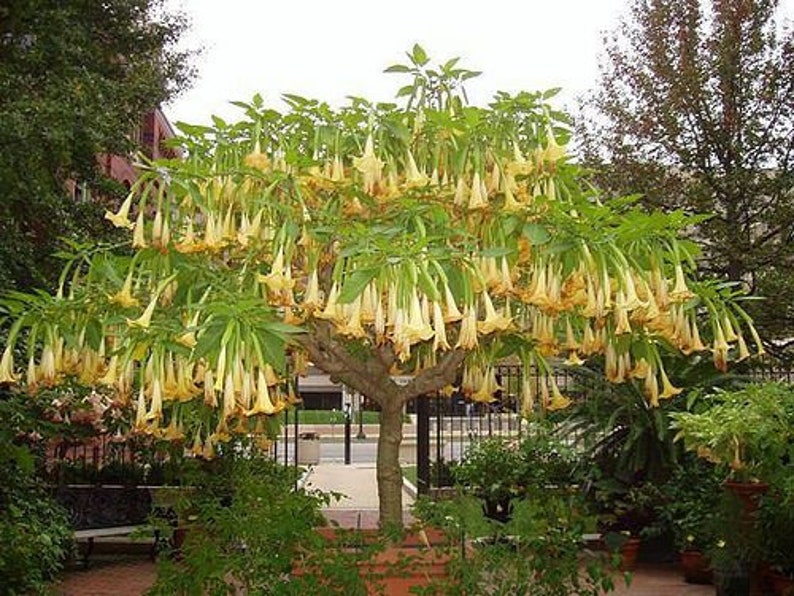 Brugmansia Sanguinea Aurea Golden Angel's trumpet Flowering Tree Seed 5 Seeds image 6