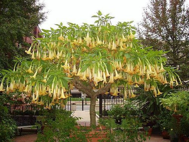 Brugmansia Sanguinea Aurea Golden Angel/'s trumpet Flowering Tree Seed 5 Seeds