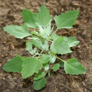 Chenopodium album Organic Lambs Quarters Seeds Fresh Harvest 100 Seeds image 6