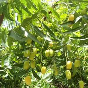 Neem tree Seeds Azadirachta indica 5 Seeds image 3