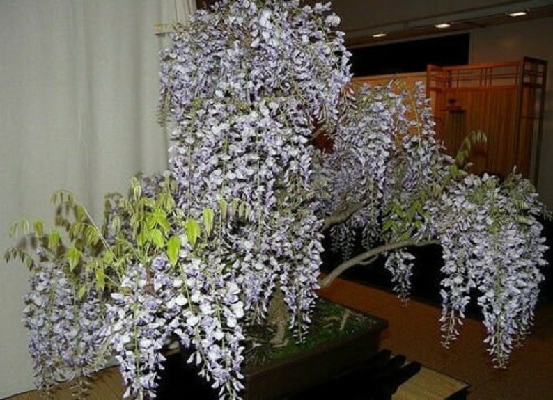 Tree Wisteria Bolusanthus Speciosus 6 Bonsai Seeds image 6