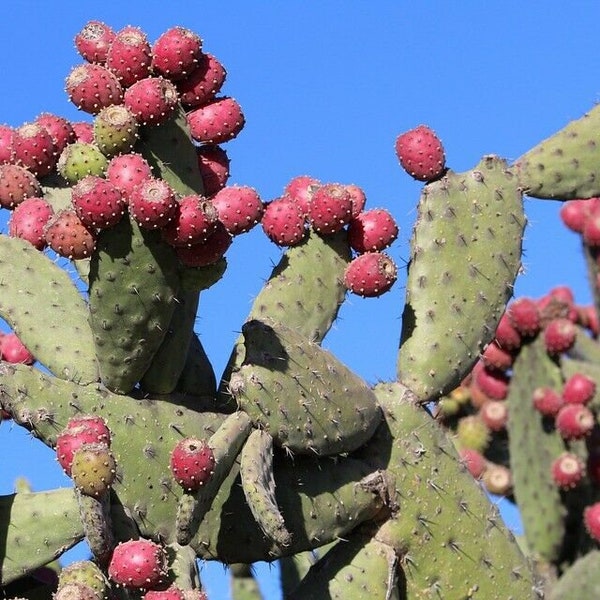 Opuntia Dillenii - stricta - Kaktus Dillenii - Opuntia Kaktus, Dillen Stachelbirne, Süße Stachelbirne, Eltham Indianer Feige - 10 Samen