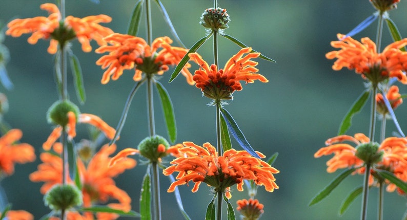 Leonotis leonurus 20 seeds Lion's Tail Wild Dagga image 4