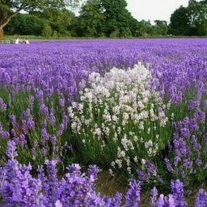 100 Lavandula Angustifolia Samen - Lavendel, Englischer Lavendel, Lavendel