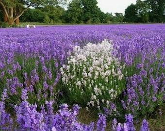 100 Lavandula Angustifolia seeds - Lavender, English Lavender, Lavender