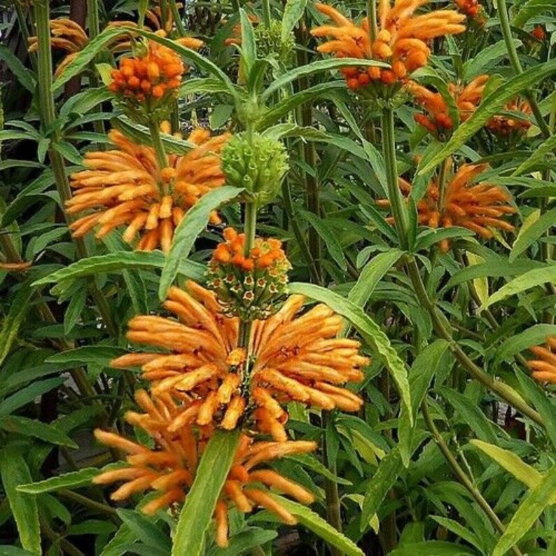 Leonotis leonurus 20 seeds Lion's Tail Wild Dagga image 8