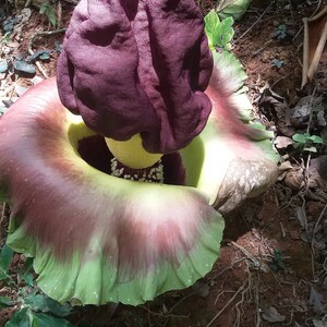 Amorphophallus Paeoniifolius Elephant Yam Perennial Tropical Aroid 5 Seeds image 5