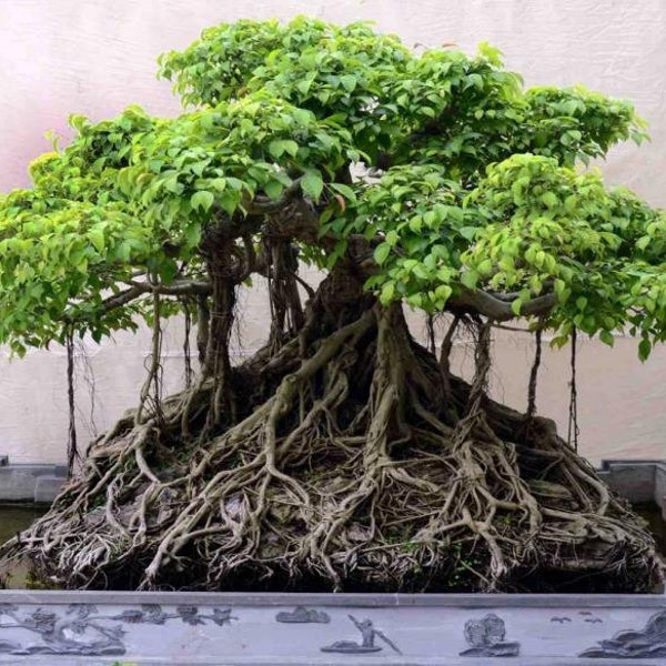 Ficus Benghalensis Tree, Banyan, Bengal Fig, East India Fig Bonsai - 200 Seeds