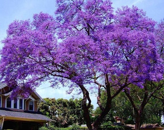 Paulownia Elongata - PINK FOXGLOVE TREE - 500 Fresh Seeds Princess Empress Tree