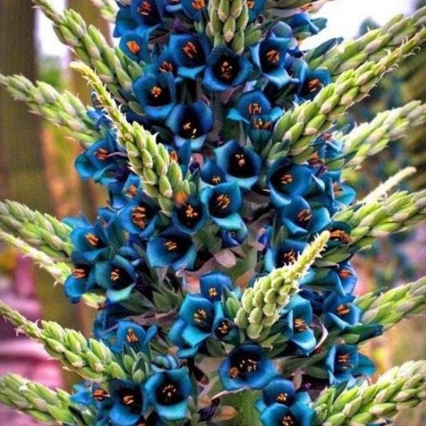 Puya Berteroniana Alpestris 15 Samen SaphirTurm Puya Alpestris * Sehr selten *