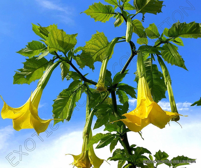 Brugmansia Sanguinea Aurea Golden Angel's trumpet Flowering Tree Seed 5 Seeds image 1