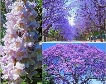 Paulownia Fortunei FAST Growing! 250//1000//5000 Seeds Blue Foxglove Tree