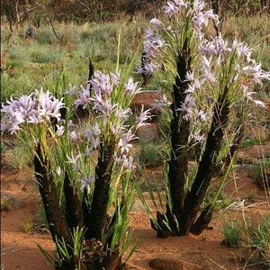 Xerophyta Retinervis Black Stick Lily Rare Cold and Drought Hardy 10 seeds image 9