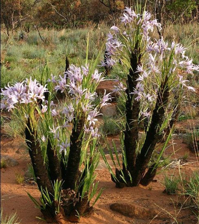 Xerophyta Retinervis Black Stick Lily Rare Cold and Drought Hardy 10 seeds image 9