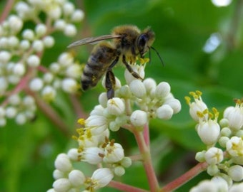 50 Graines Bee Tree (tetradium daniellii, Euodia hupehensis), GOOD Bee Pasture