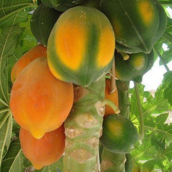 Carica Papaya Coorg Honeydew - Papaya - Melon Tree - 20 Seeds