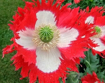 Papaver Poppy - Danish Flag Queens Poppy - Danebrog Flower Seed ~ 600 (0.25gr) Seeds