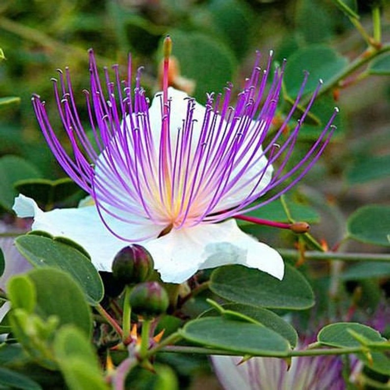 Caper Bush Capparis Spinosa 50 Seeds Perennial Herb image 1