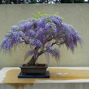 Tree Wisteria Bolusanthus Speciosus 6 Bonsai Seeds image 1