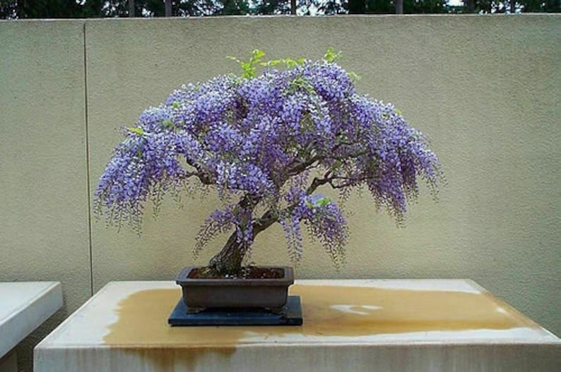 Tree Wisteria Bolusanthus Speciosus 6 Bonsai Seeds image 1