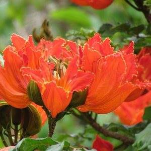 Spathodea campanulata, Nilotica, African Tulip Tree, Flame Tree - 50 Seeds