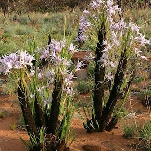 Xerophyta Retinervis Black Stick Lily Rare Cold and Drought Hardy 10 seeds image 1