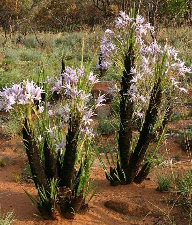 Xerophyta Retinervis Black Stick Lily Rare Cold and Drought Hardy 10 seeds image 1