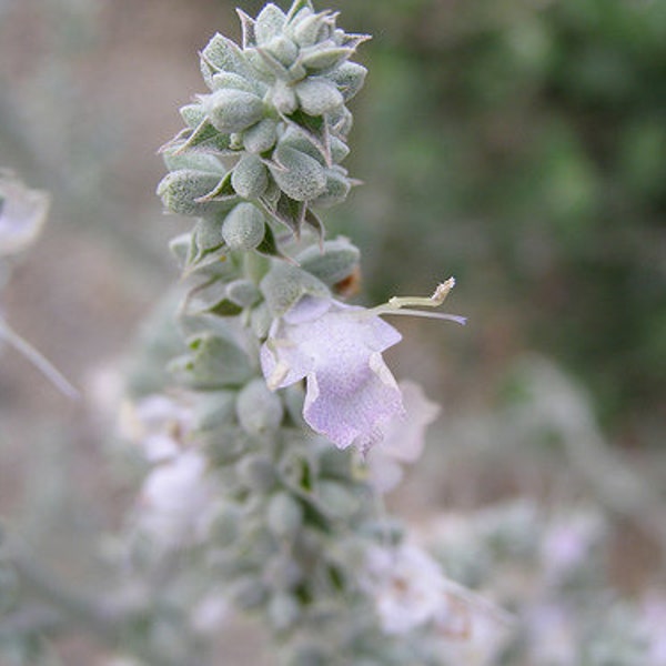 Salvia Apiana - 100 Seeds - White Sage - Herbs Rare Medicinal Perennial (Organic)
