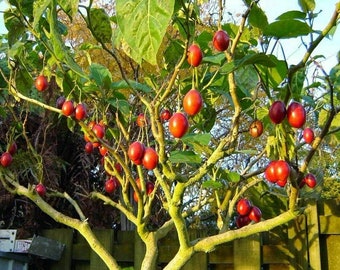 Tamarillo Cyphomandra betacea solanum betaceum - 10 semillas